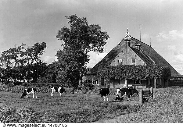 SG hist.  Landwirtschaft  Bauernhof  Bauernhof mit Milchviehhaltung  Friesland  20. Jahrhundert