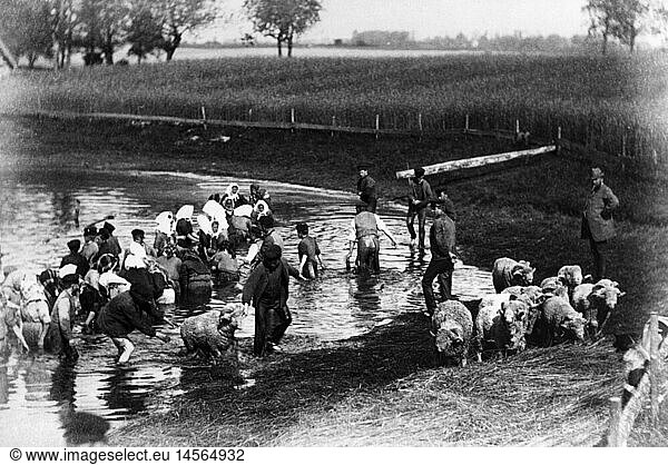 SG hist.  Landwirtschaft  Viehwirtschaft  TrÃ¤nken von Schafen  Preussen  um 1900