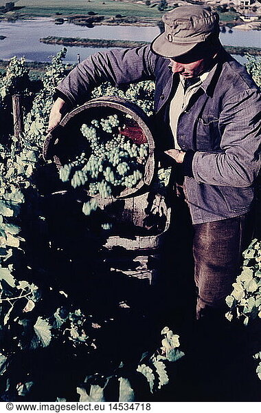 SG hist.  Landwirtschaft  Weinbau  Weinlese bei Nordheim  Oktober 1957