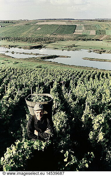 SG hist.  Landwirtschaft  Weinbau  Weinlese bei Nordheim  Oktober 1957