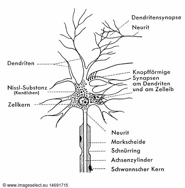 SG hist.  Medizin  Anatomie  Nervenzellen  Schema einer Ganglienzelle  Zeichnung  20. Jahrhundert