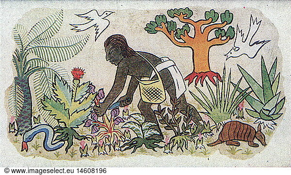 SG hist.  Medizin  Pharmazie  aztekischer Medizinmann beim Sammeln von HeilkrÃ¤utern  kolorierte Zeichnung