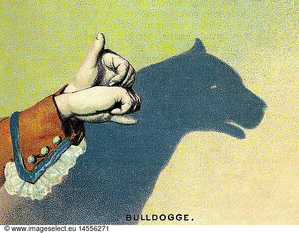 SG hist.  Spiel  Schattenspiel  Schatten an der Wand  Schattenriss Bulldogge  Deutschland  1889
