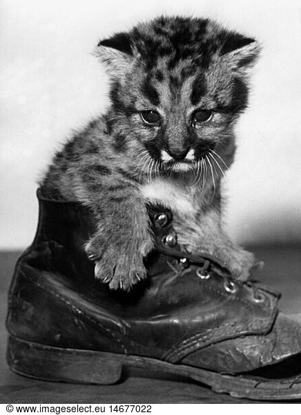 SG hist.  Zoologie  SÃ¤ugetiere  Katzen (Felidae)  Puma (Puma concolor)  Pumababy in altem Schuh  Zoo Frankfurt am Main  April 1957