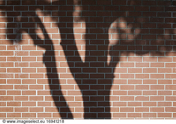 Shadow of a mature tree with leaves on brick wall