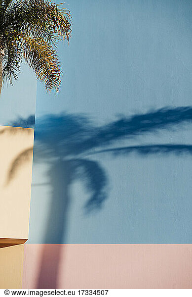 Shadow of palm tree on blue and pink wall