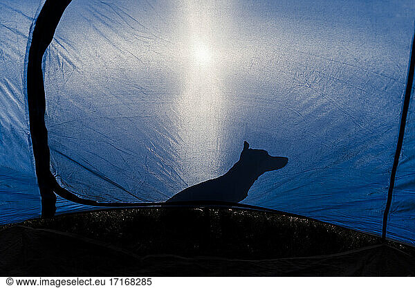 Shadow of puppy seen through blue tent during sunny day
