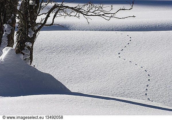 Shadows and tracks forming lines in the snow  Graubuenden  Switzerland  Europe