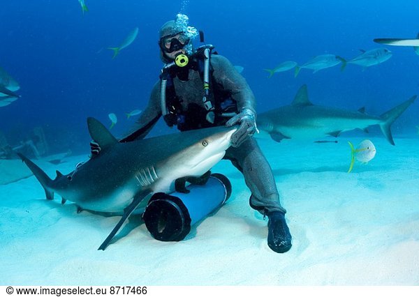 Shark feeder with shark.