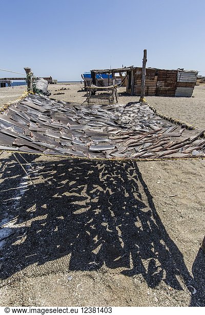 Shark fins drying in the sun from local shark fisherman on Belcher Point  Magdalena Island  BCS  Mexico.