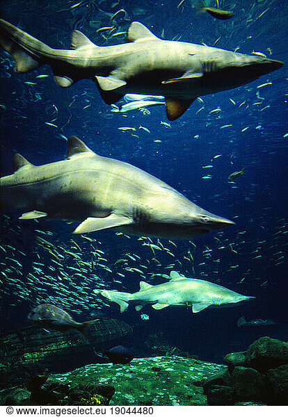 Sharks in Australia