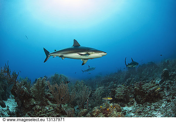 Sharks swimming by coral reef undersea