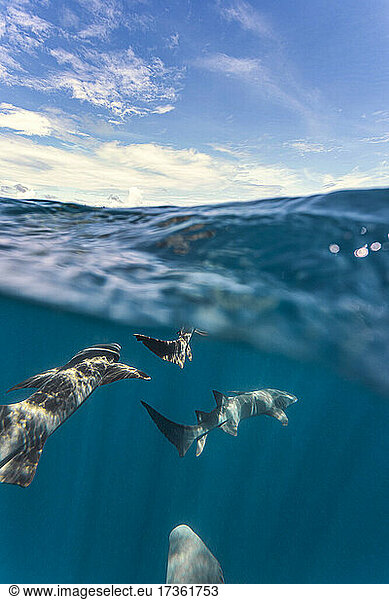 Sharks swimming undersea