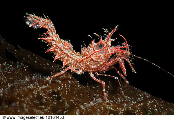 Sharps Garnele (Rhynocrangon sharpi) Japanisches Meer Region Primorje Russland Europa