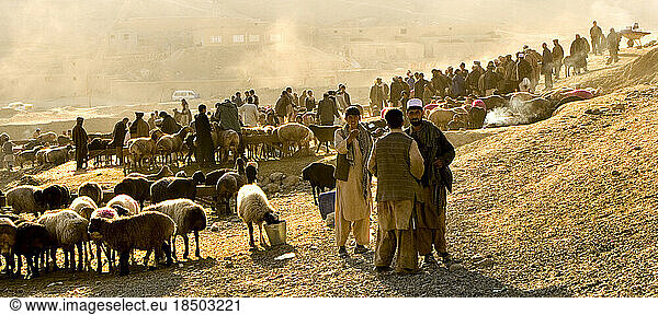 Sheep are for sale in a dusty landscape at a livestock market near Kabul.
