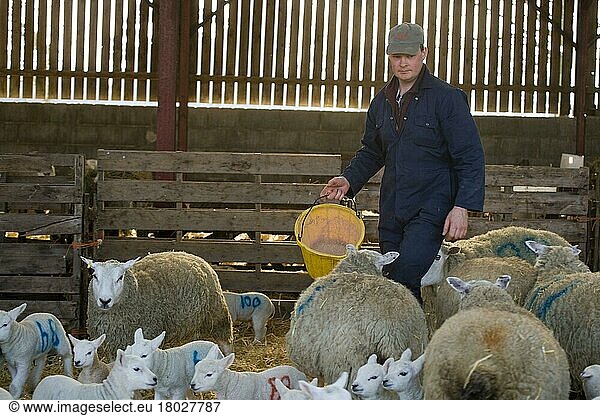 Sheep farm  farmer with bucket  feeding ewes with lambs in barn at lambing time  North Yorkshire  England  United Kingdom  Europe