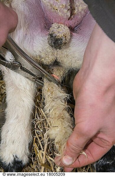 Sheep farming  putting rubber ring on tail of lamb in lambing shed  Lancashire  England  United Kingdom  Europe