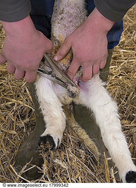 Sheep farming  putting rubber ring on testicles of lamb in lambing shed  Lancashire  England  United Kingdom  Europe