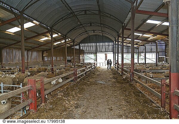 Sheep farming  Texel cross mule ewes  flock in lambing shed  Welshpool  Powys  Wales  United Kingdom  Europe