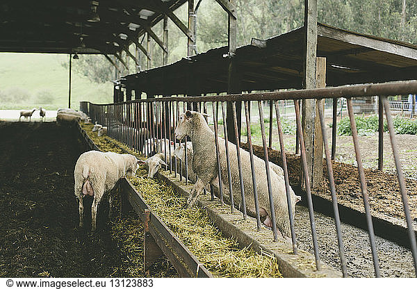 Sheep feeding hay from trough in barn
