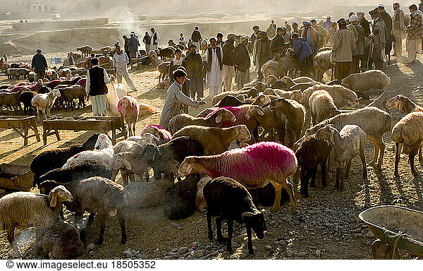 Sheep for sale at the Kampany Animal Market in Kabul.