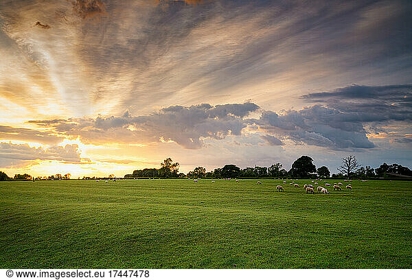 Sheep grazing in english countryside at sunset beautiful sky