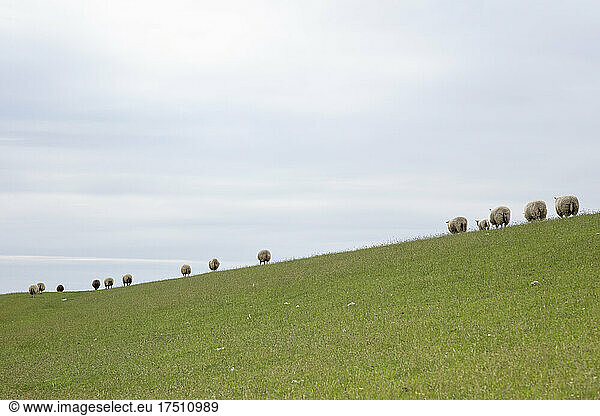 Sheep grazing on green grass