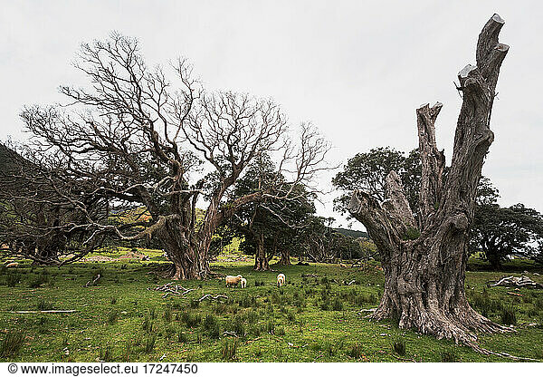Sheep grazing under large bare tree in Coromandel Forest Park