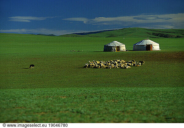 Sheep herd with yurts