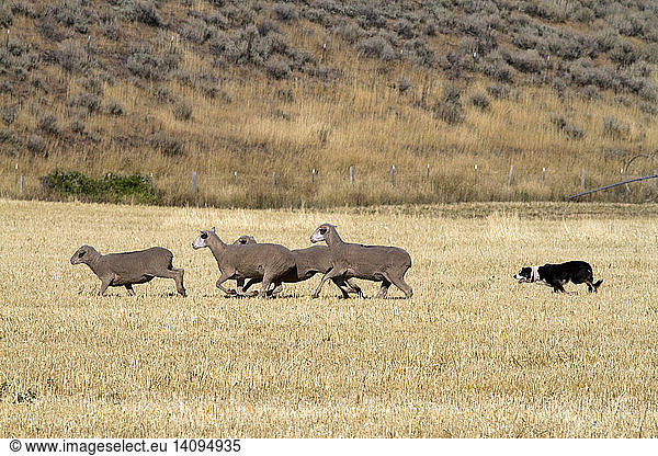 Sheep Herding  Idaho