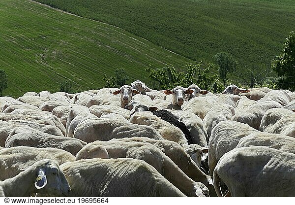 Sheep in a flock of sheep in a meadow  south of Pienza  Tuscany  Italy  Europe