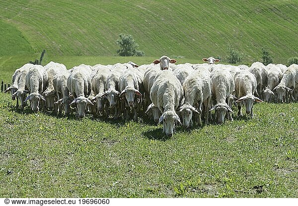 Sheep in a flock of sheep in a meadow  south of Pienza  Tuscany  Italy  Europe