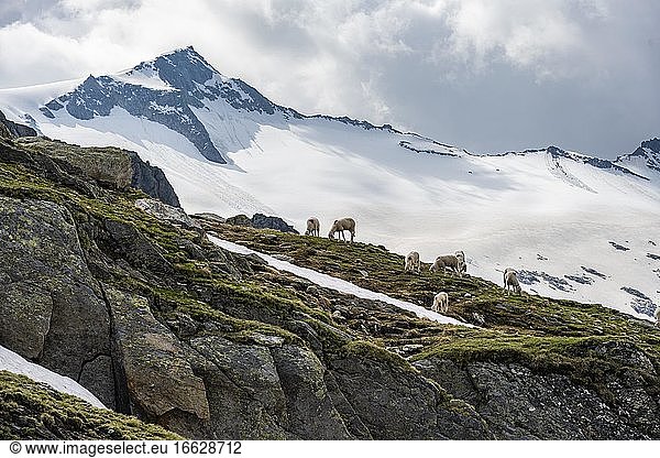 Sheep in front of mountains  Berliner Höhenweg  behind glacier Schwarzensteinkees and summit of Schwarzensein  Zillertaler Alps  Zillertal  Tyrol  Austria  Europe