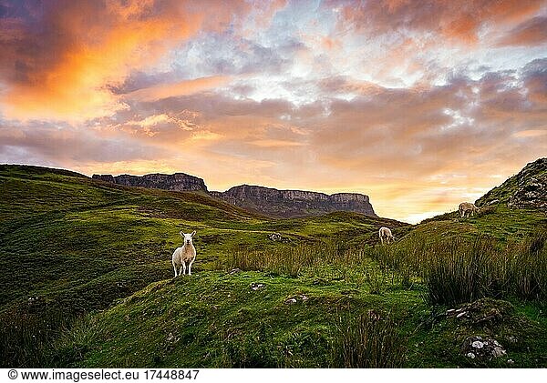Sheep in Scotland standing and looking with stunning sunset sky