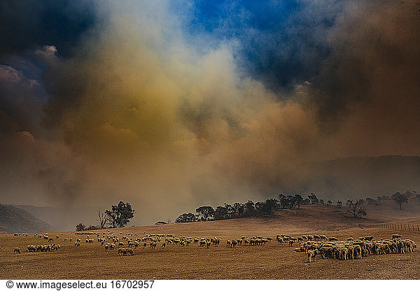 Sheep sheltering from approaching wildfire in Canberra Australia