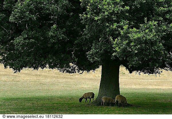 Sheep under oak  Great Britain  Cotswolds  England  Great Britain