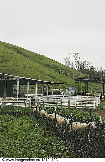 Sheep walking on field against clear sky