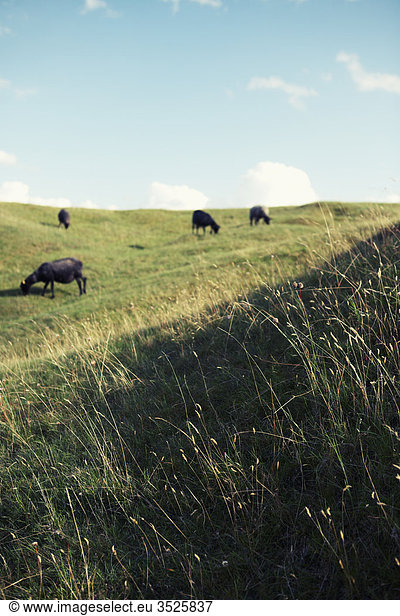 Sheeps grazing in meadow