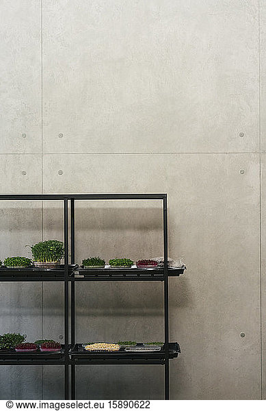 Shelf with microgreens