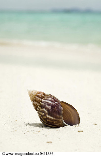 shell at beach  close-up  Koh Lipe  Thailand