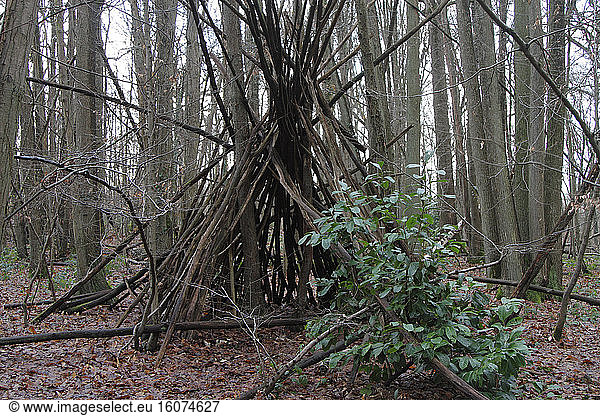 Shelter made with branches in the forest of Fausses-Reposes in Ville-d'Avray,  Hauts-de-Seine,  Ile-de-France,  France