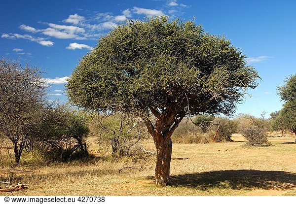 Shepherd´s tree Boscia albitrunca in a savanna area  Madikwe Game Reserve  South Africa