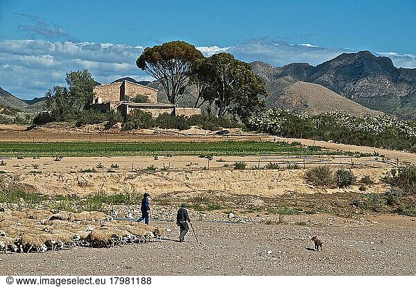 Shepherd with flock and dog  Mediterranean hilly landscape behind  Pulpi  Andalusia  Spain  Europe