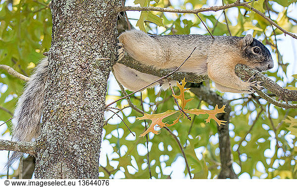 Sherman Fox Squirrel (Sciurus niger); DeLand  FL; May
