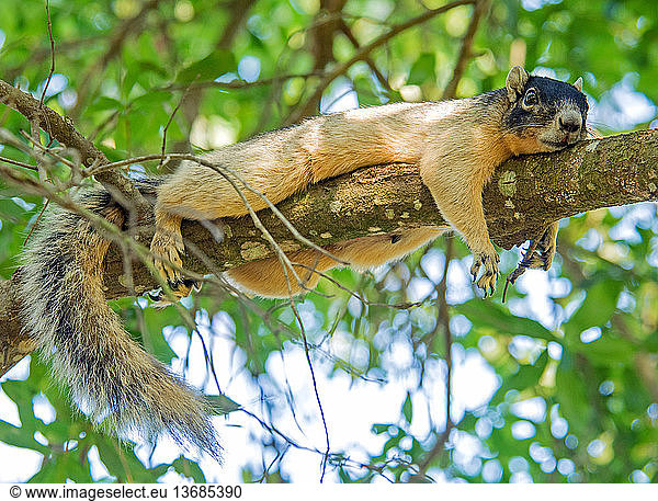 Sherman Fox Squirrel (Sciurus niger); DeLand  FL; May