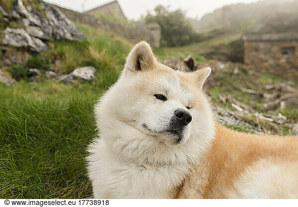 Shiba Inu dog sitting on grass