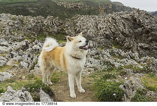Shiba Inu dog standing in front of rock