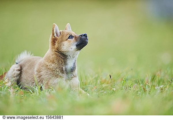 Shiba  puppy lying on a meadow  Germany  Europe