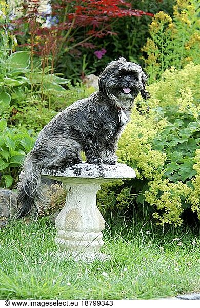 Shih-Tzu  sitting on a stone table  FCI Standard No. 208  is sitting on a stone table  Chrysanthemum domestic dog (canis lupus familiaris)