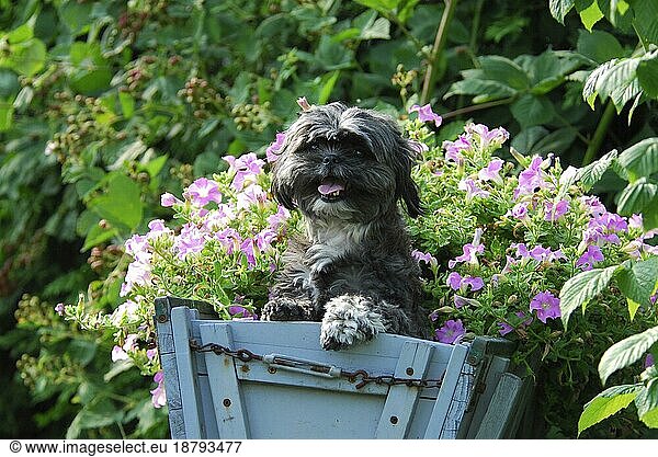 Shih-Tzu  standing in an old cart  FCI Standard No. 208  Chrysanthemum domestic dog (canis lupus familiaris)